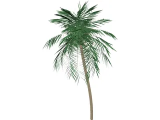 Palm Tree Tall 3D Model preview