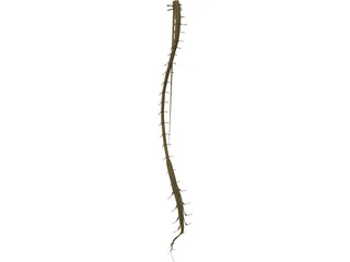 Spinal Cord 3D Model preview
