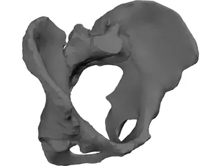 Pelvis 3D Model preview