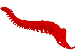Vertebral Column 3D Model preview