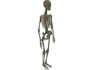 Skeleton Female 3D Model preview