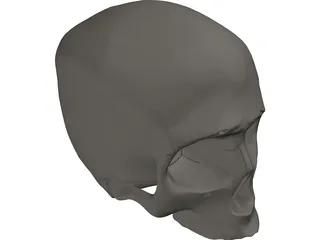 Skull Detailed 3D Model preview