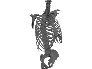 Torso 3D Model preview