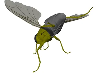 Fly 3D Model preview