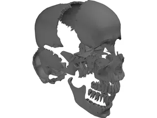 Skull Articulated 3D Model preview