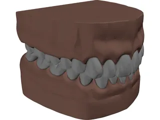 Teeth, Roots, Gums 3D Model preview