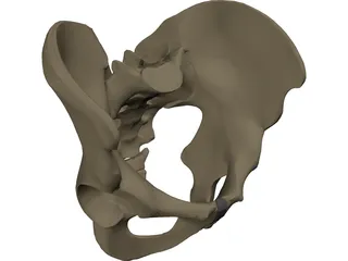 Pelvis Male 3D Model preview