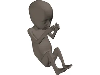 Fetus 20-Week 3D Model preview