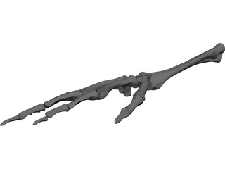 Right Ulna and Radius Bones 3D Model preview