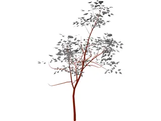 American Mountain Ash 3D Model preview