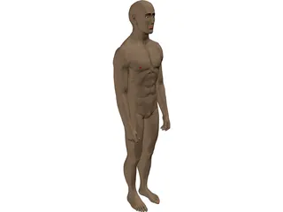 Man 3D Model preview