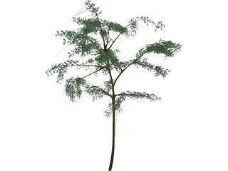 Acacia 3D Model preview