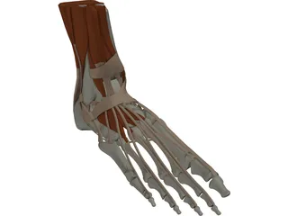Ankle 3D Model preview