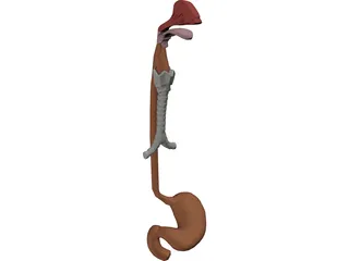 Digestive Tract and Respiratory 3D Model preview