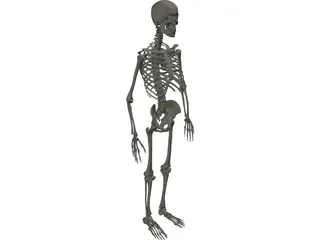 Skeleton Male 3D Model preview