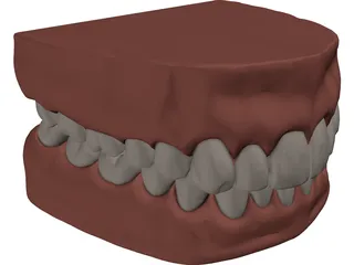 Teeth and Gums 3D Model preview