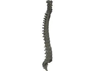 Vertebral Column 3D Model preview