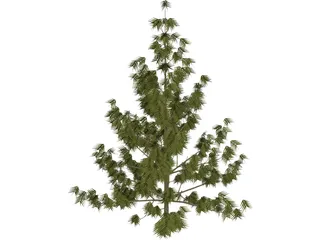 Bhutan Pine 3D Model preview
