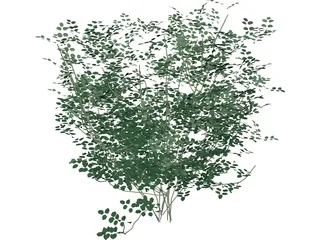 Laburnum Alpinum 3D Model preview