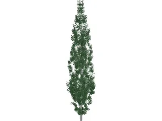 Populus 3D Model preview