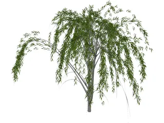 Salixa 3D Model preview