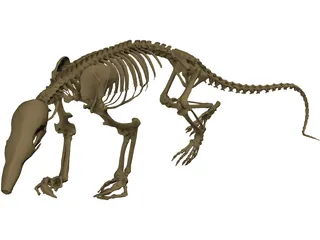 Anteater Skeleton 3D Model preview