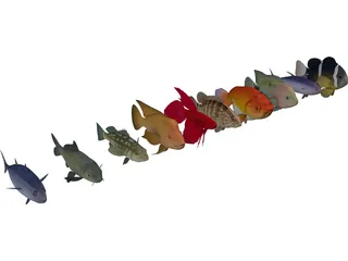 Fish Collection 3D Model preview