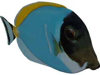 Amblyrhyncotes 3D Model preview