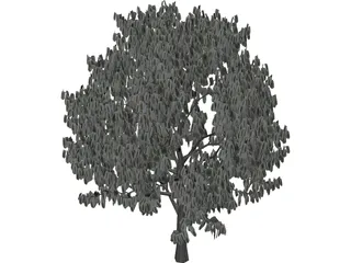 Acacia Tree 3D Model preview