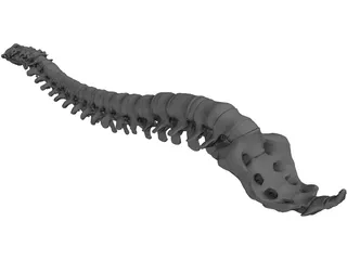 Vertebral Column and Spinal Cord 3D Model preview