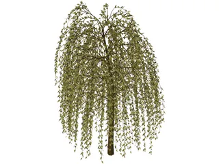 Willow Tree 3D Model preview