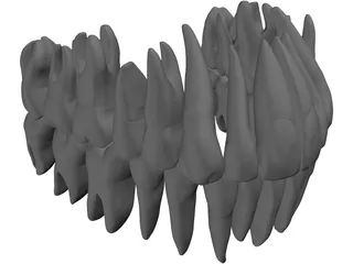 Teeth 3D Model preview