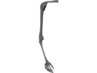 Arm Bone 3D Model preview