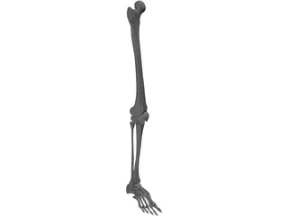 Leg Bone 3D Model preview