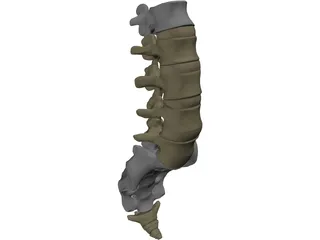 Lumbar Vertebrae Sacrum And Coccyx 3D Model preview