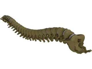 Vertebral Column 3D Model preview