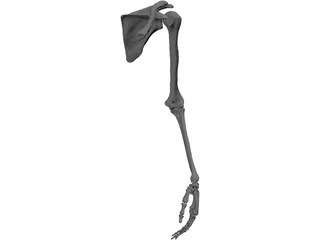 Arm Left 3D Model preview