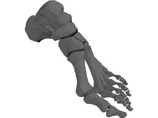 Foot Bone Left 3D Model preview