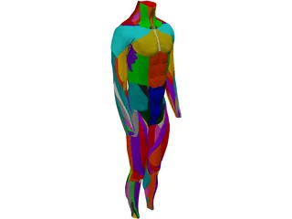 Surface Muscles Male 3D Model preview