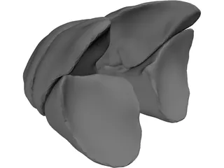 Lungs Human 3D Model preview