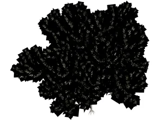 Acacia 3D Model preview