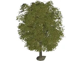 Maple Tree 3D Model preview