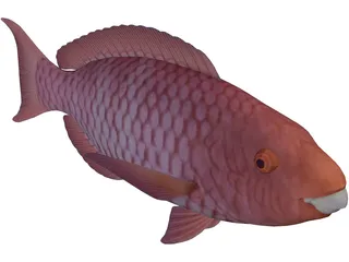 Red Parrotfish 3D Model preview