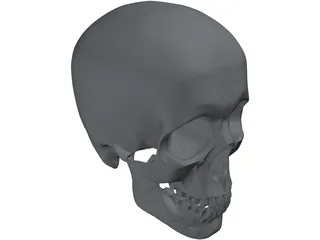 Skull 3D Model preview