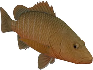 Mangrove Red Snapper 3D Model preview