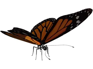 Butterfly 3D Model preview