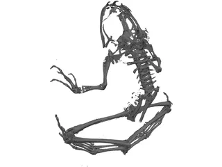 Frog Skeleton 3D Model preview