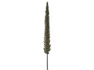 Corn Ear 3D Model preview