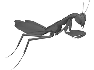 Praying Mantis 3D Model preview