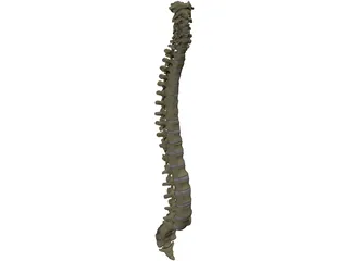 Vertebral Column 3D Model preview